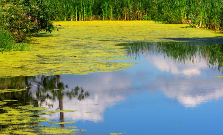 A pond with patches of green algae and reflections of the sky.