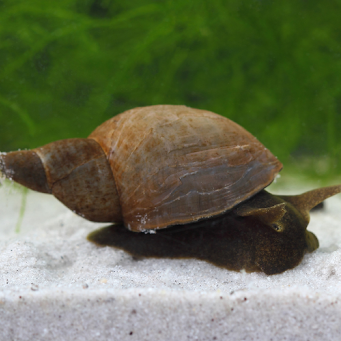 The Truth About Pond Snails: Are They Good or Bad for Your Garden Pond?