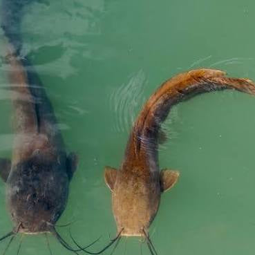 What Do Catfish Eat? A Pond Owner's Feeding & Management Guide