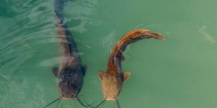 What Do Catfish Eat? A Pond Owner's Feeding & Management Guide