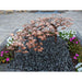 Copper creeping Japanese maple fountain top view