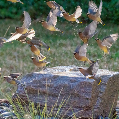 Cedar waxwings bathing in a Blue Thumb boulder bird bath fountain