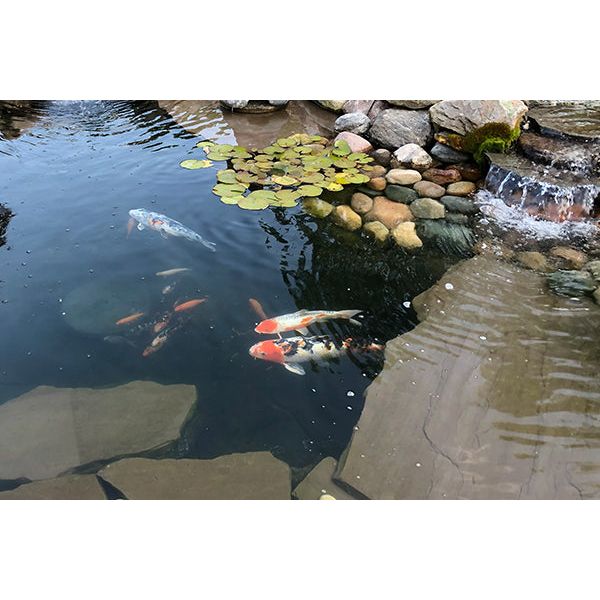 EasyPro Pro-Series Large - Complete Kit for 24′ x 34′ Pond Pond Package EasyPro