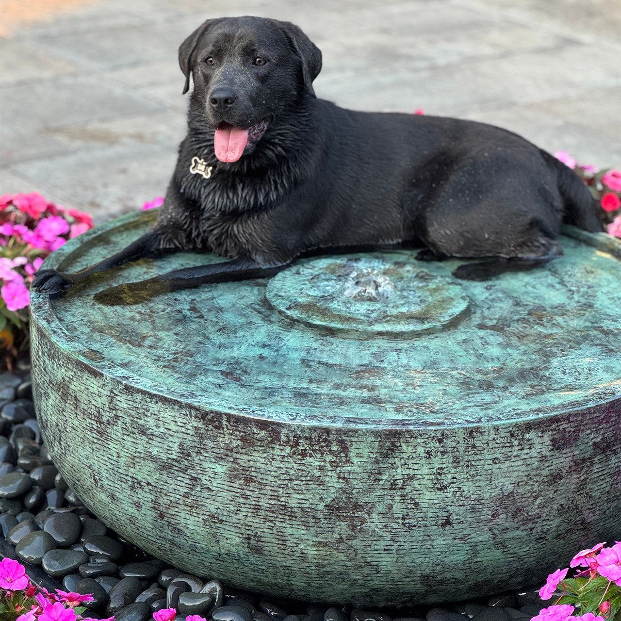 Labrador retriever sitting in a brass reflection bowl fountain showing bowl scale