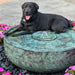 Labrador retriever sitting in a brass reflection bowl fountain showing bowl scale
