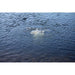 Vertex PondLyfe 2 Aeration System Aerator Vertex   